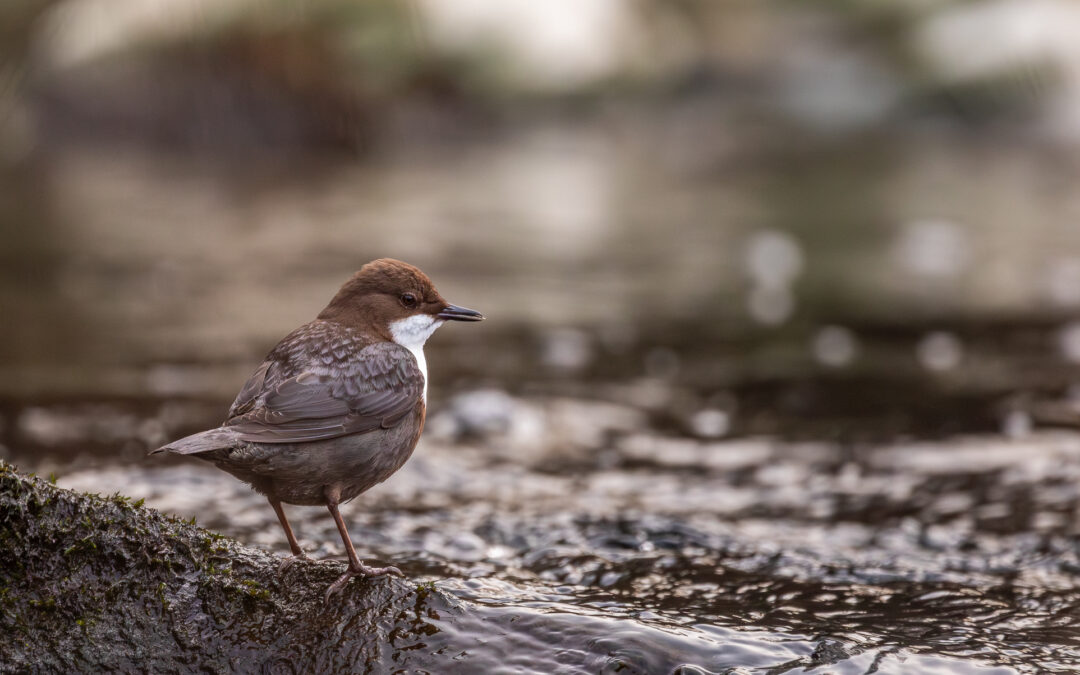 Die Wasseramsel