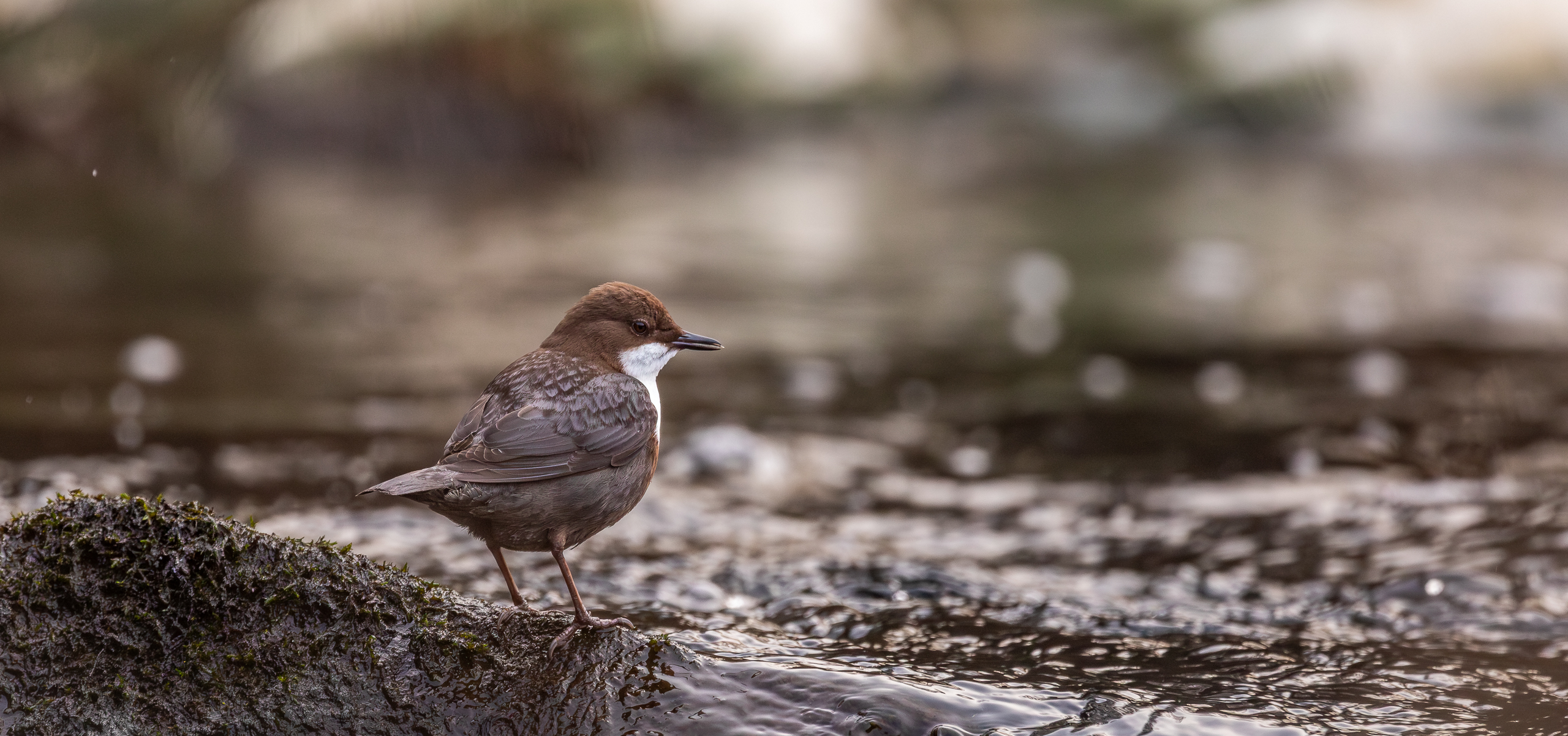 Die Wasseramsel
