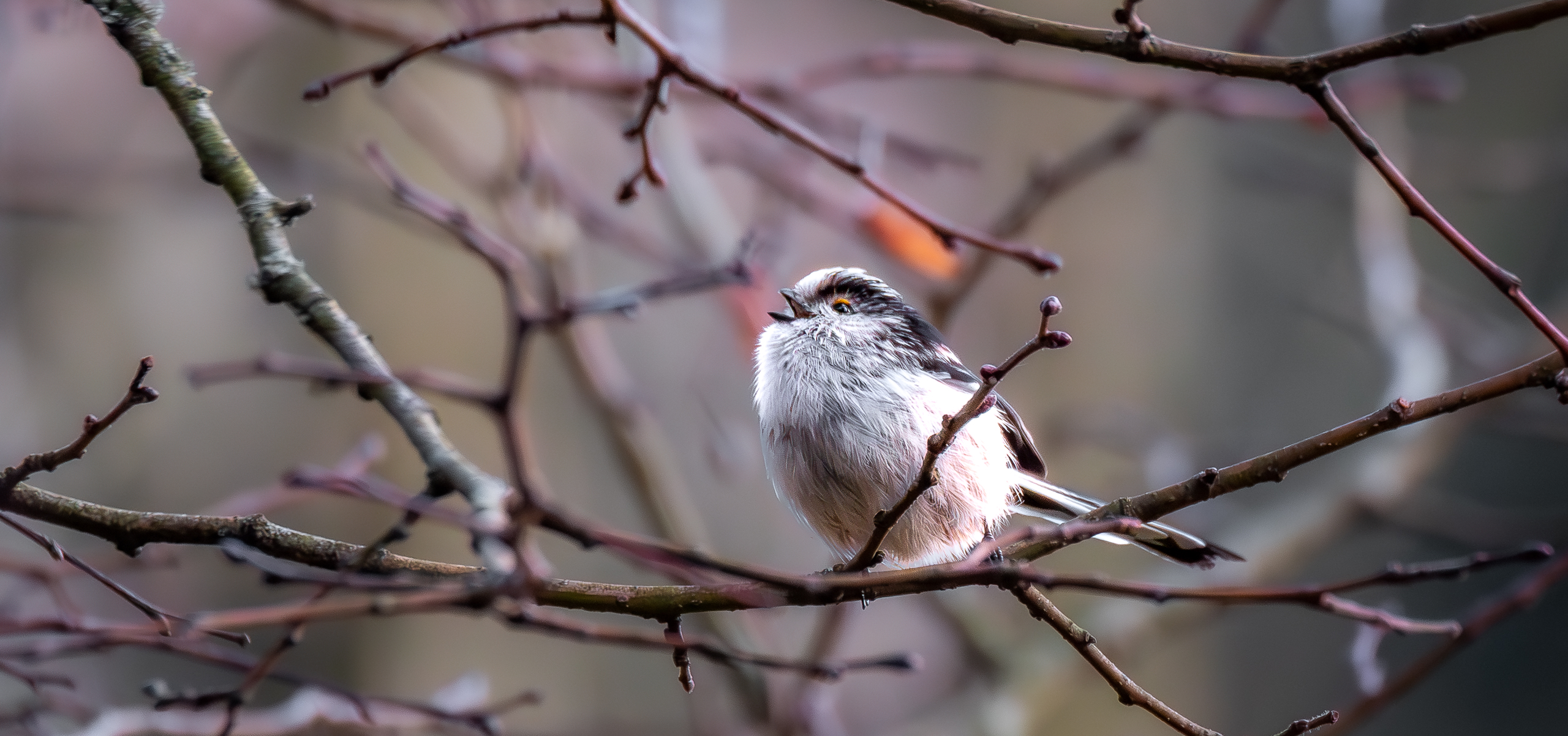 7D2_0202-Verbessert-RR