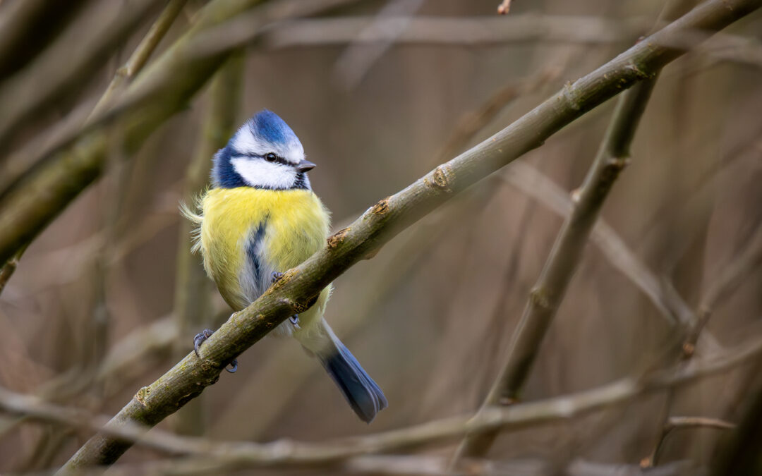 Die Blaumeise