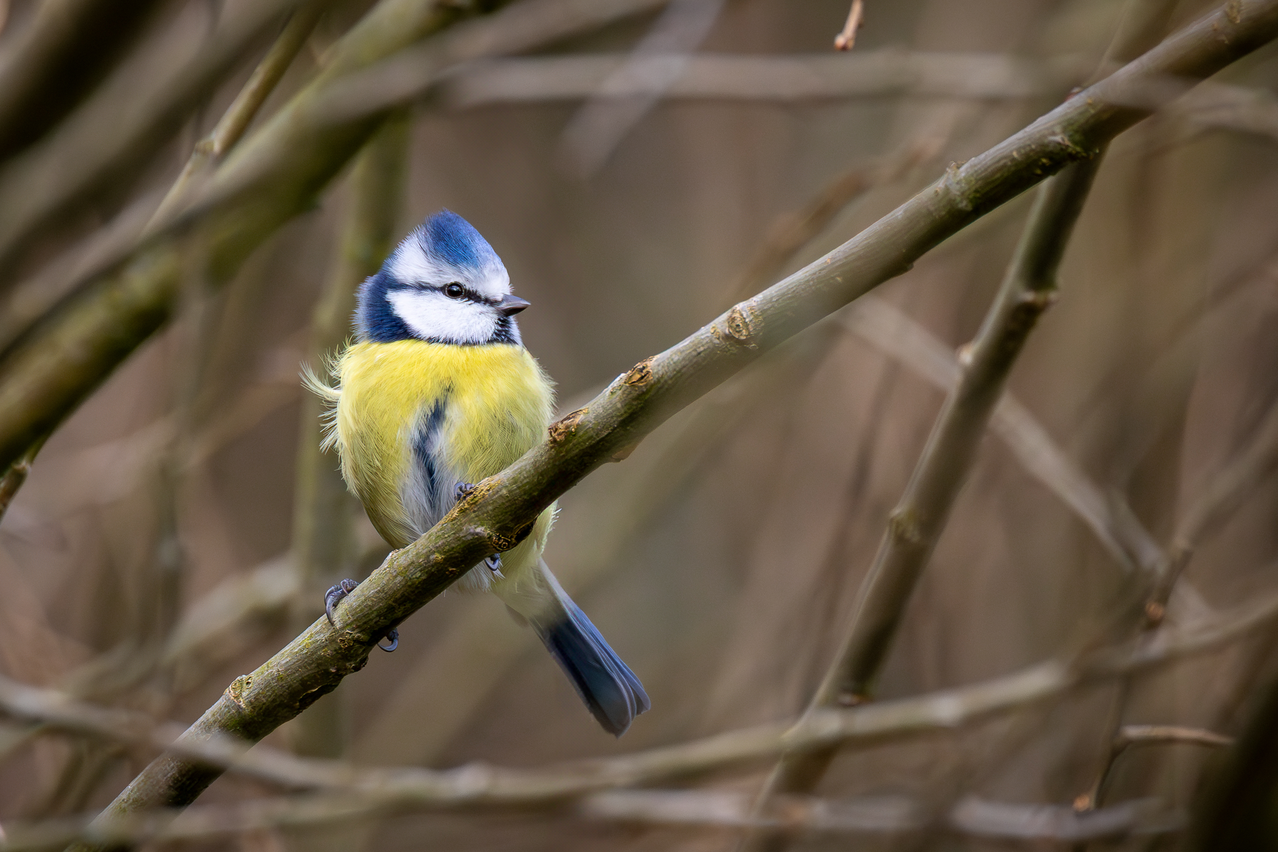Die Blaumeise