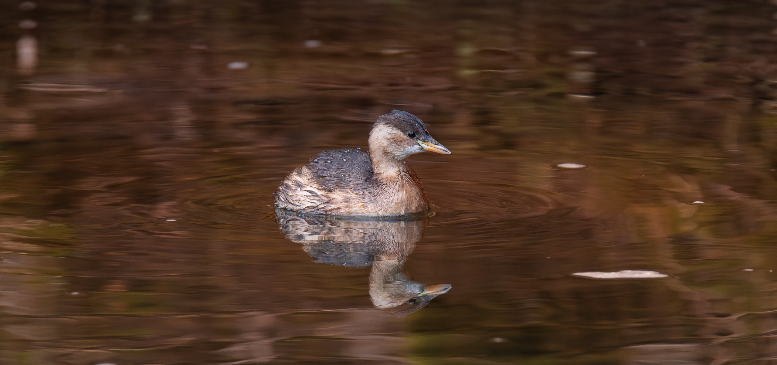IMG_1040-2-Verbessert-RR