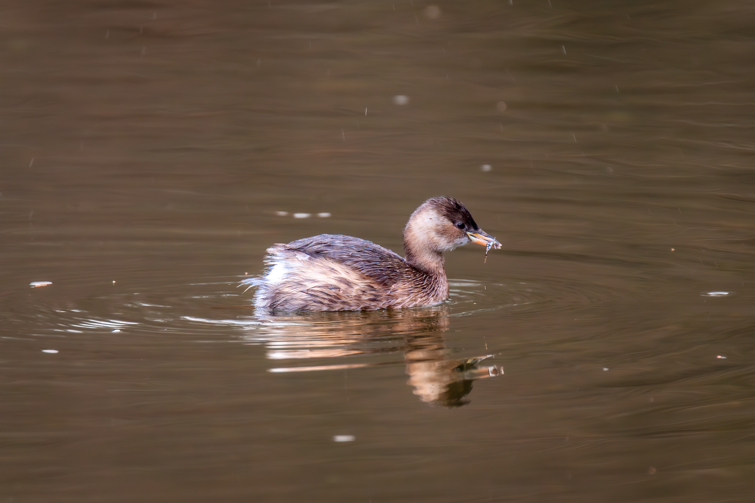 IMG_1352-2-Verbessert-RR