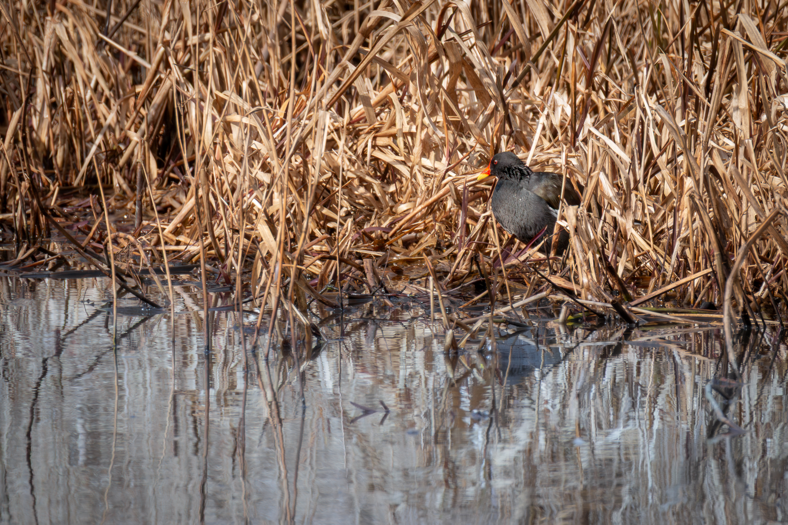 IMG_2019-2-Verbessert-RR