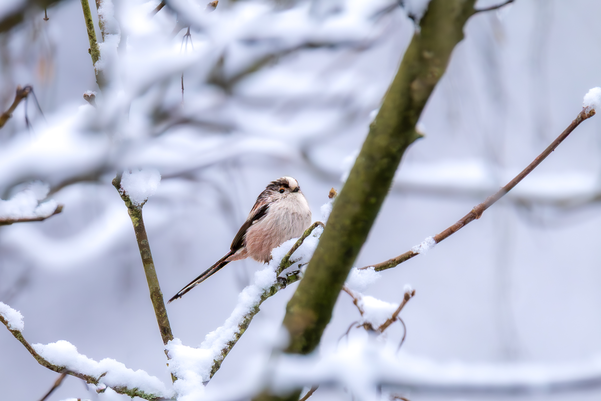 IMG_2510-2-Verbessert-RR