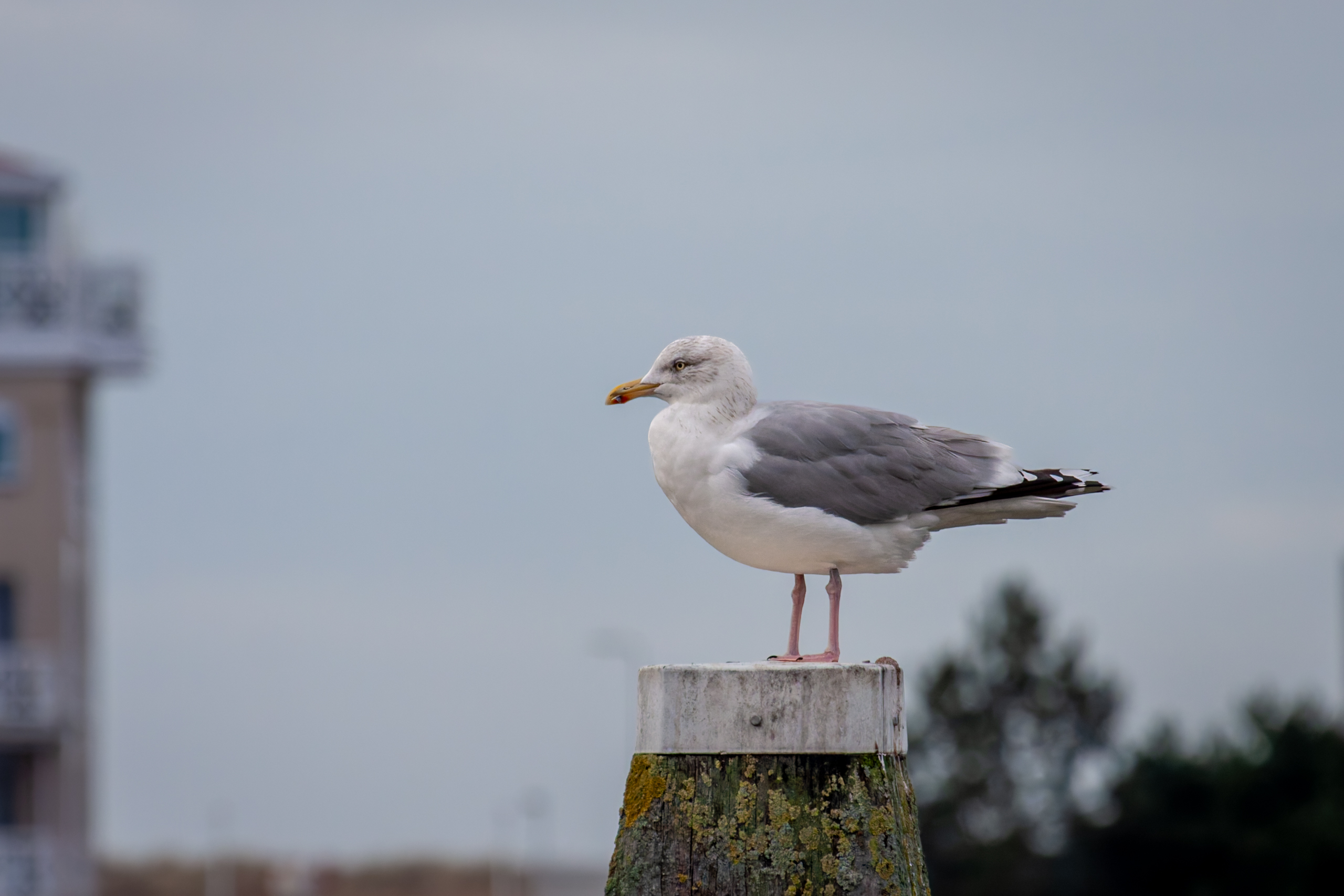 IMG_4503-DxO_DeepPRIME XD2s
