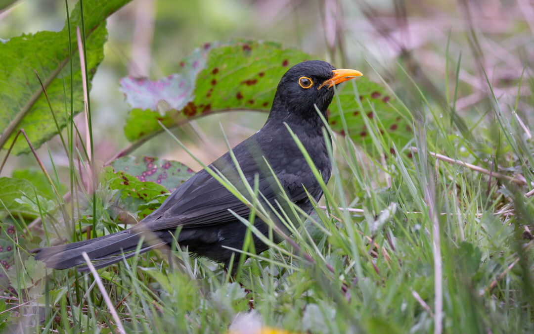 Die Amsel