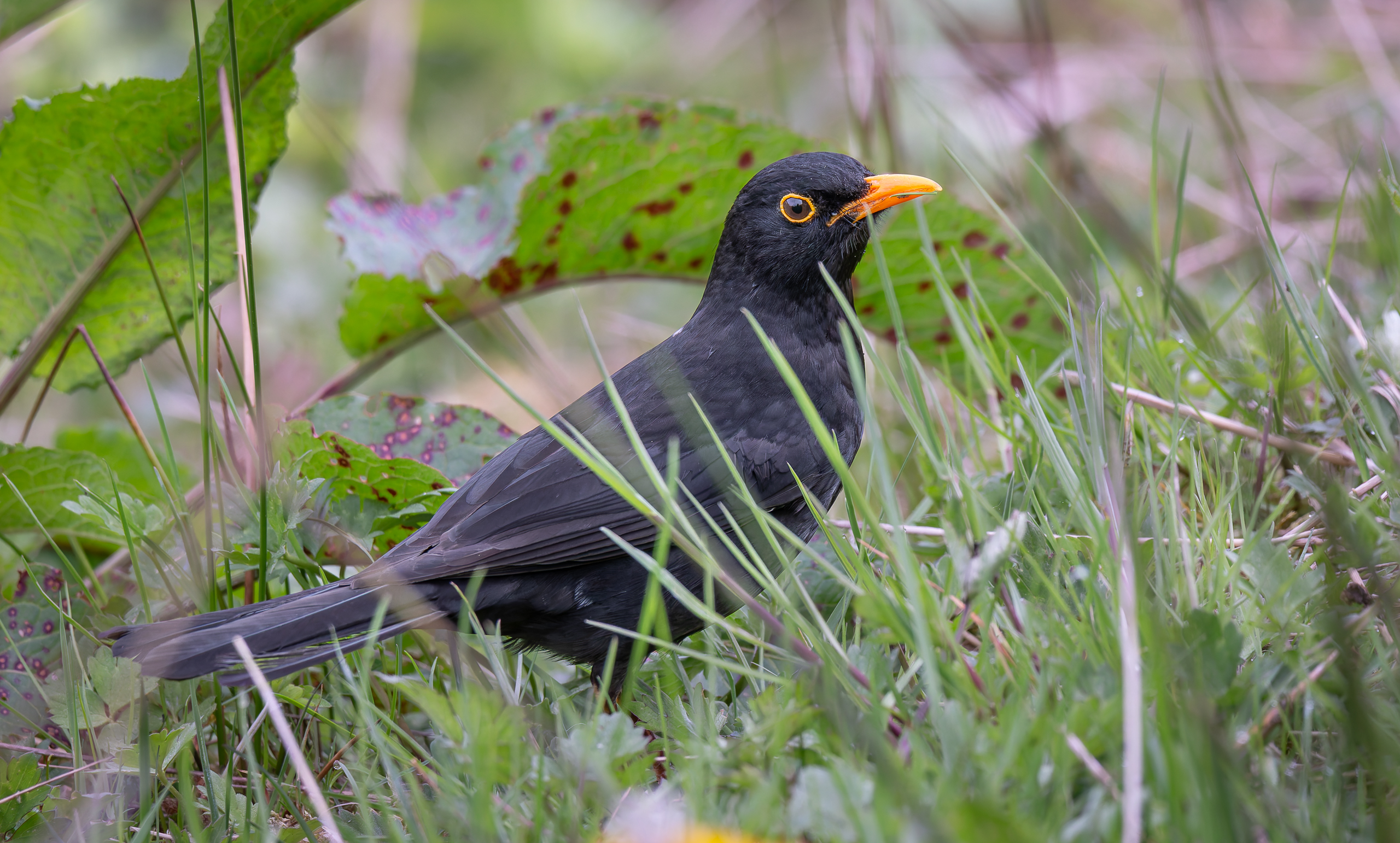 Die Amsel