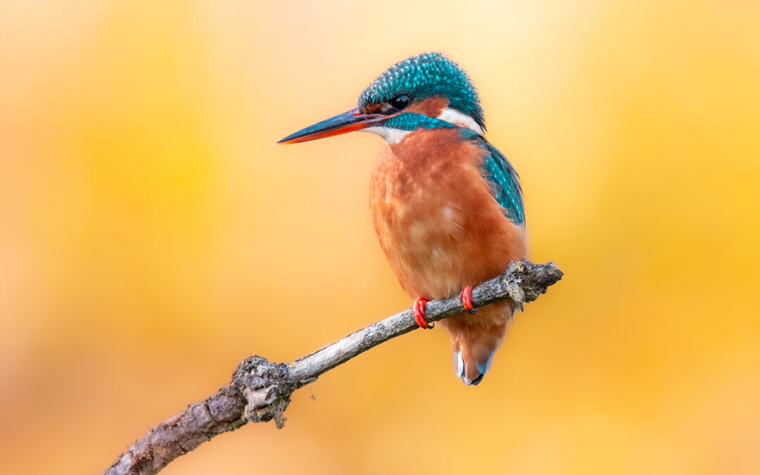 Der Eisvogel
