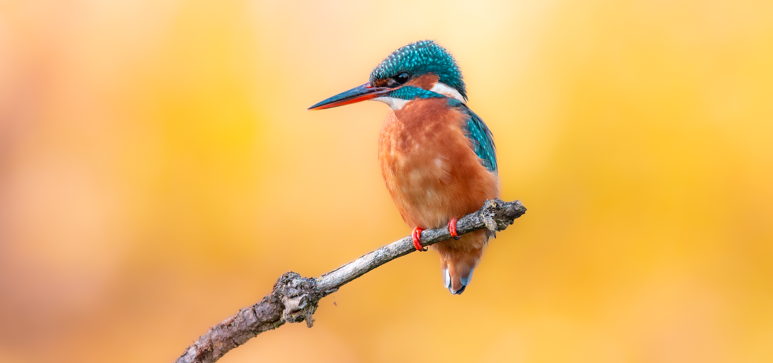 Der Eisvogel