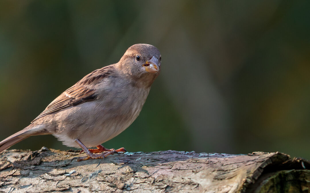 Der Haussperling