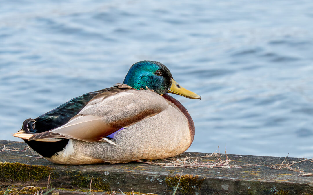 Die Stockente