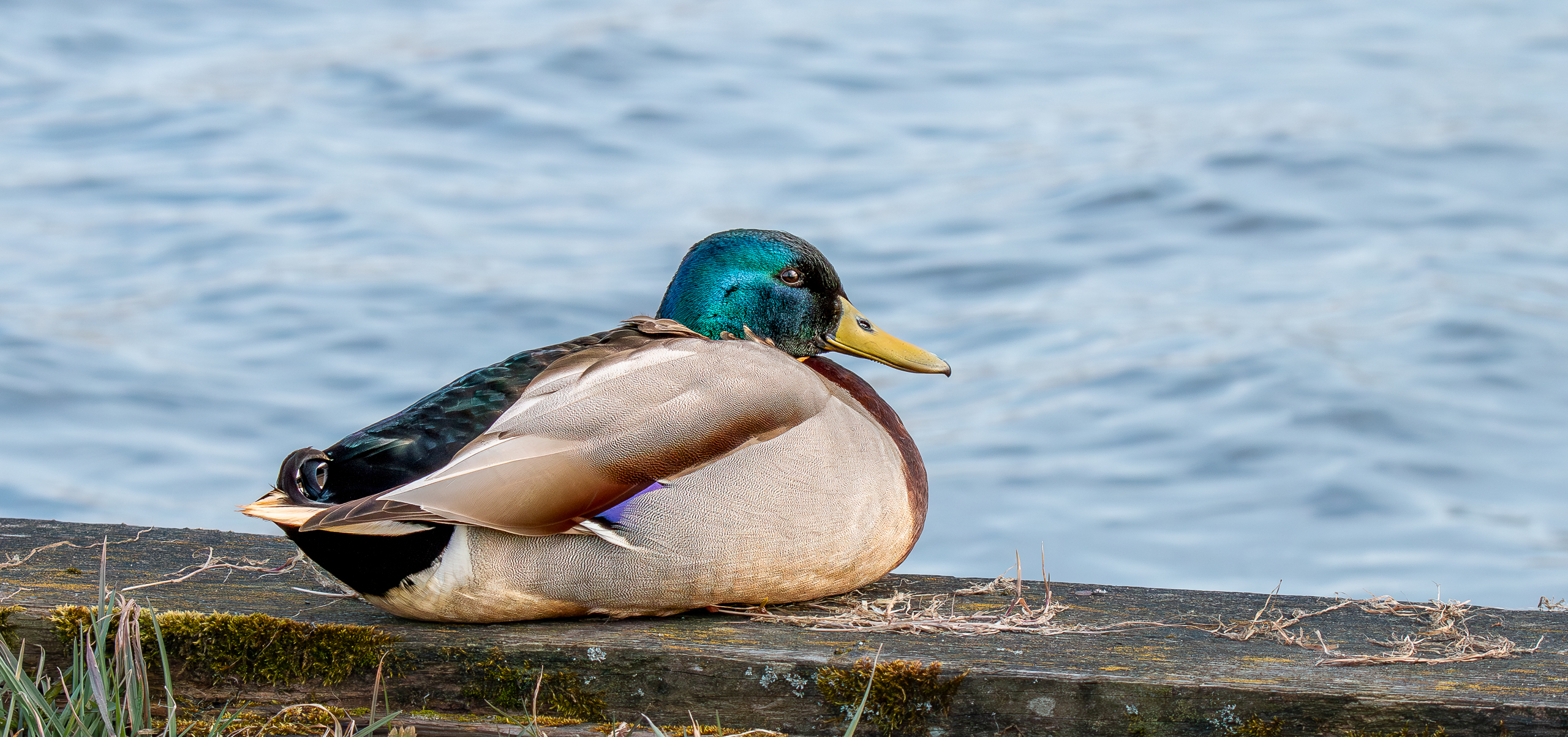 Die Stockente