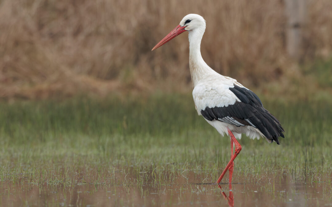 Der Weißstorch