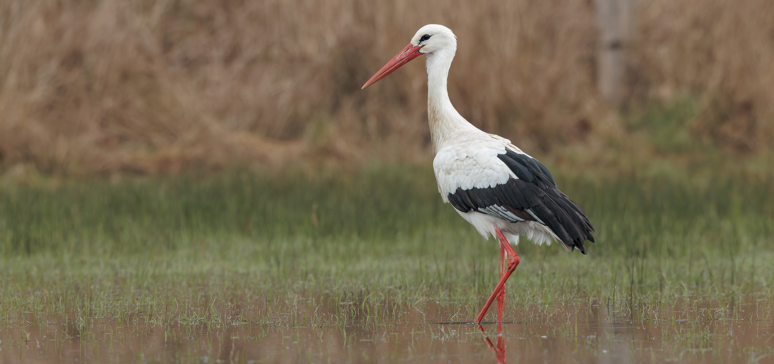 Der Weißstorch