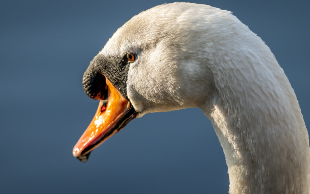 Der Höckerschwan