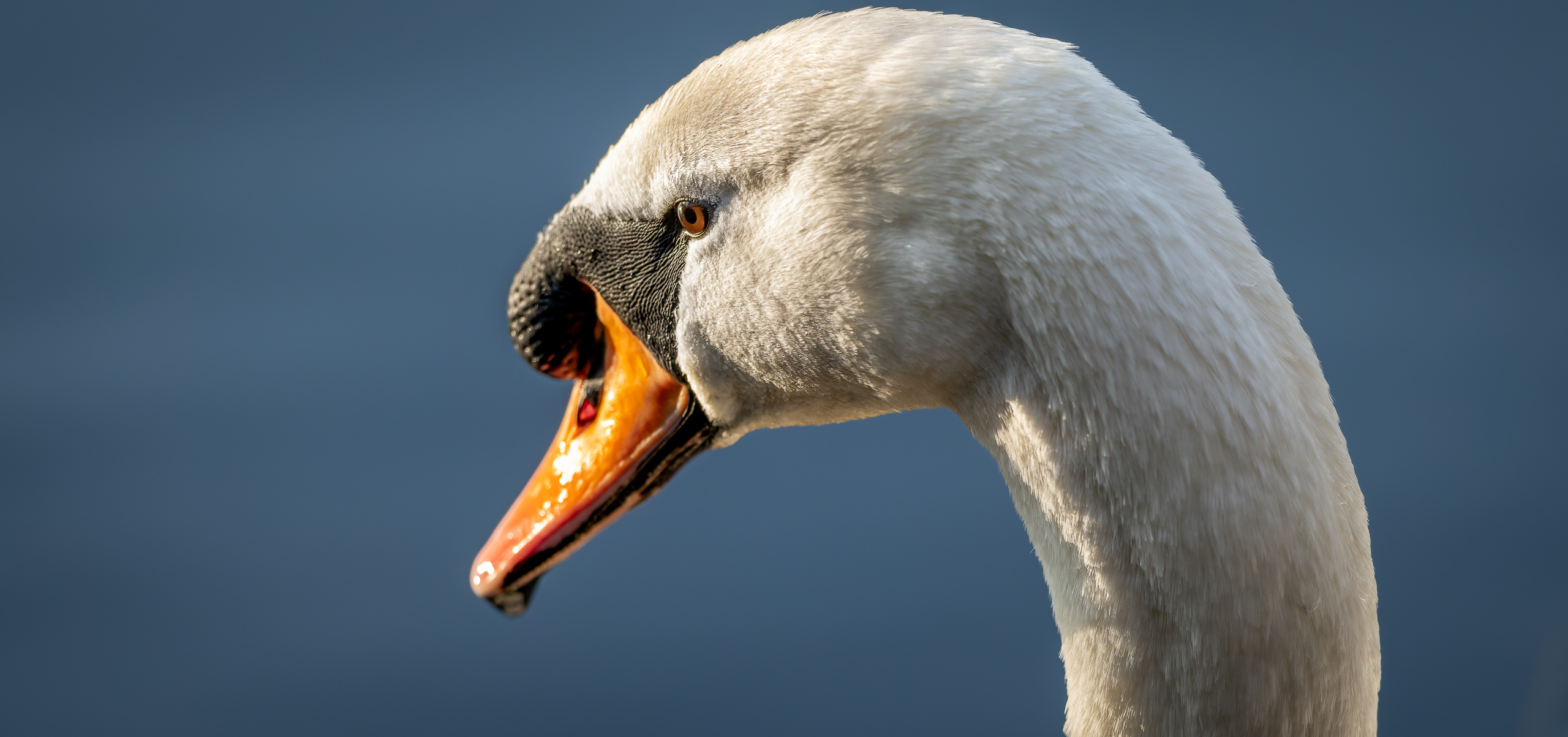 Der Höckerschwan