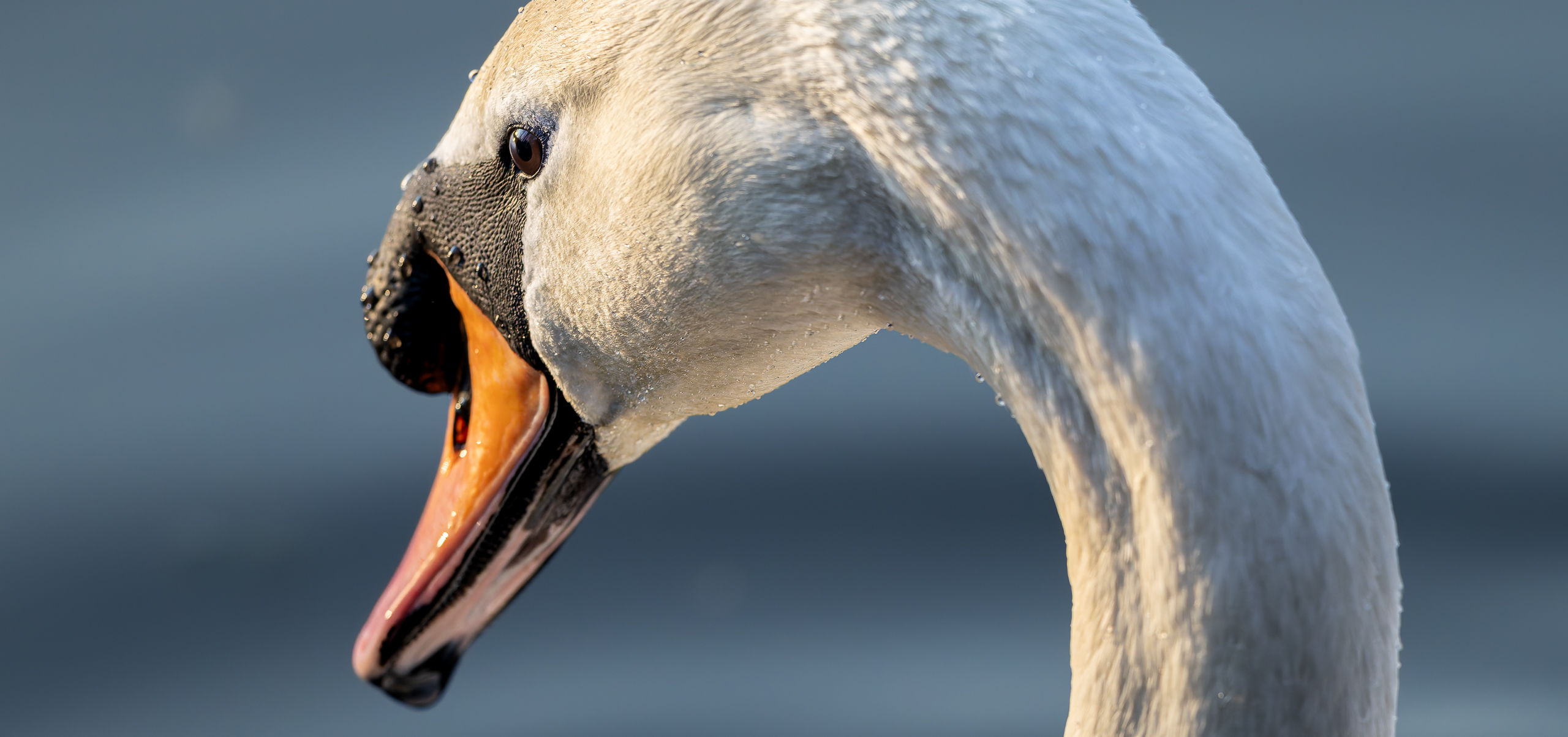 R5II1688-20250327-DxO_DeepPRIME XD2s