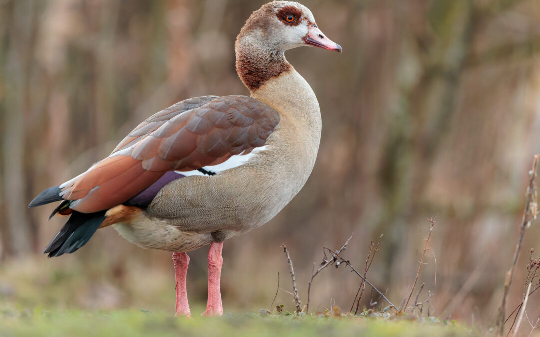 Die Nilgans