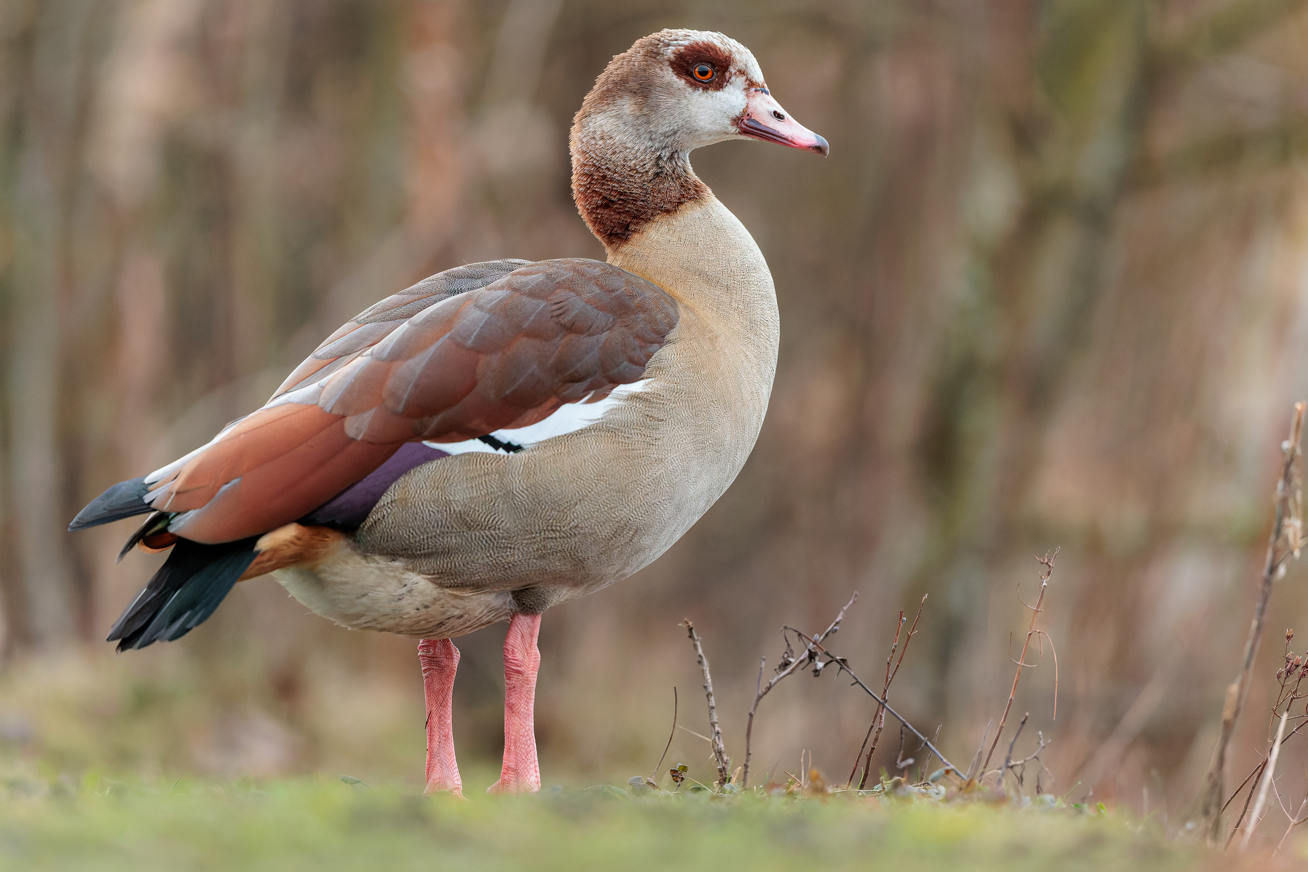 Die Nilgans