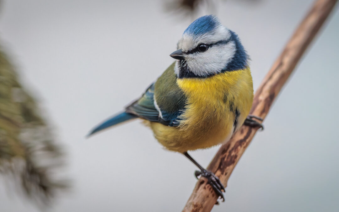 Die Blaumeise