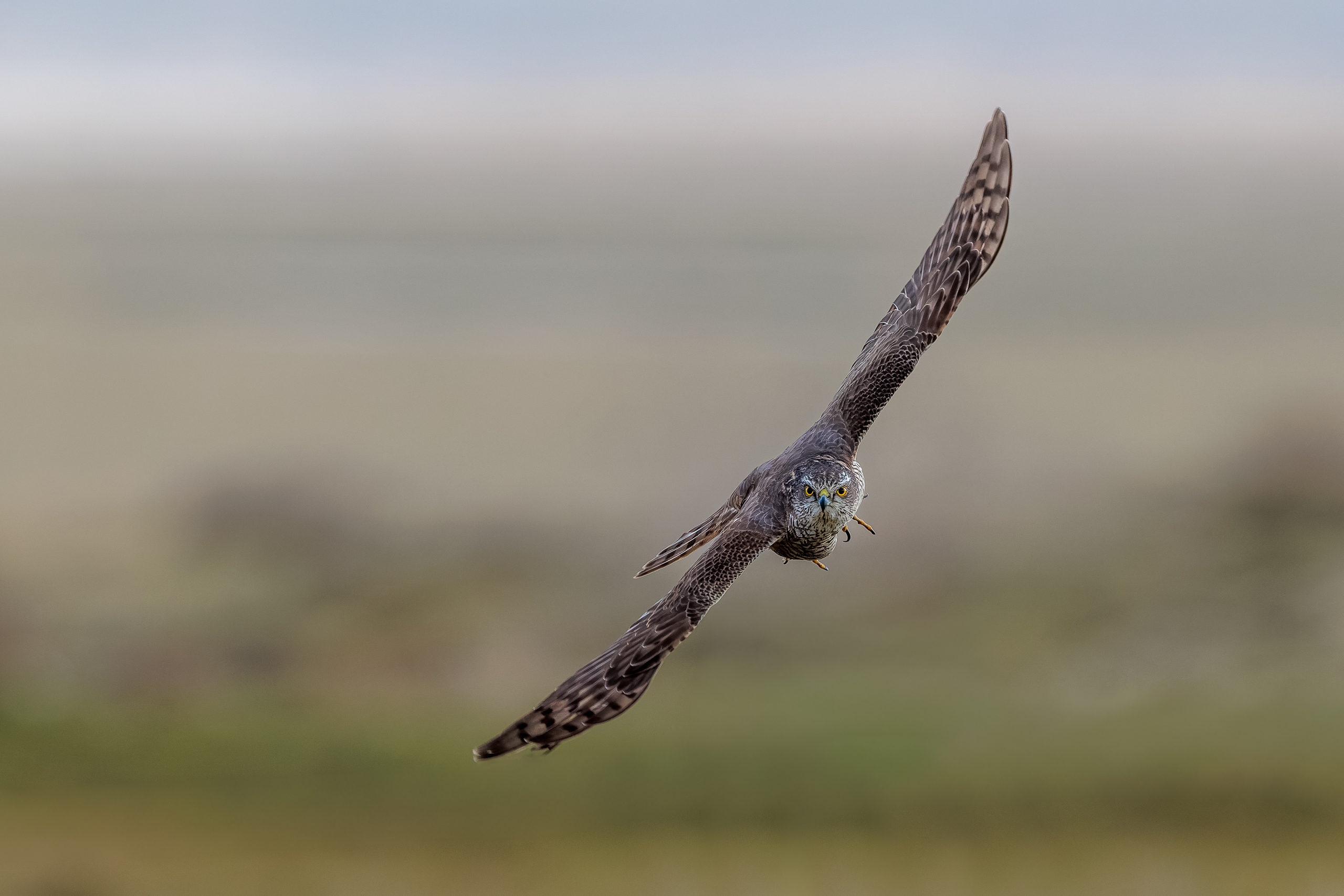 R5II2498-2-DxO_DeepPRIME XD3-Bearbeitet