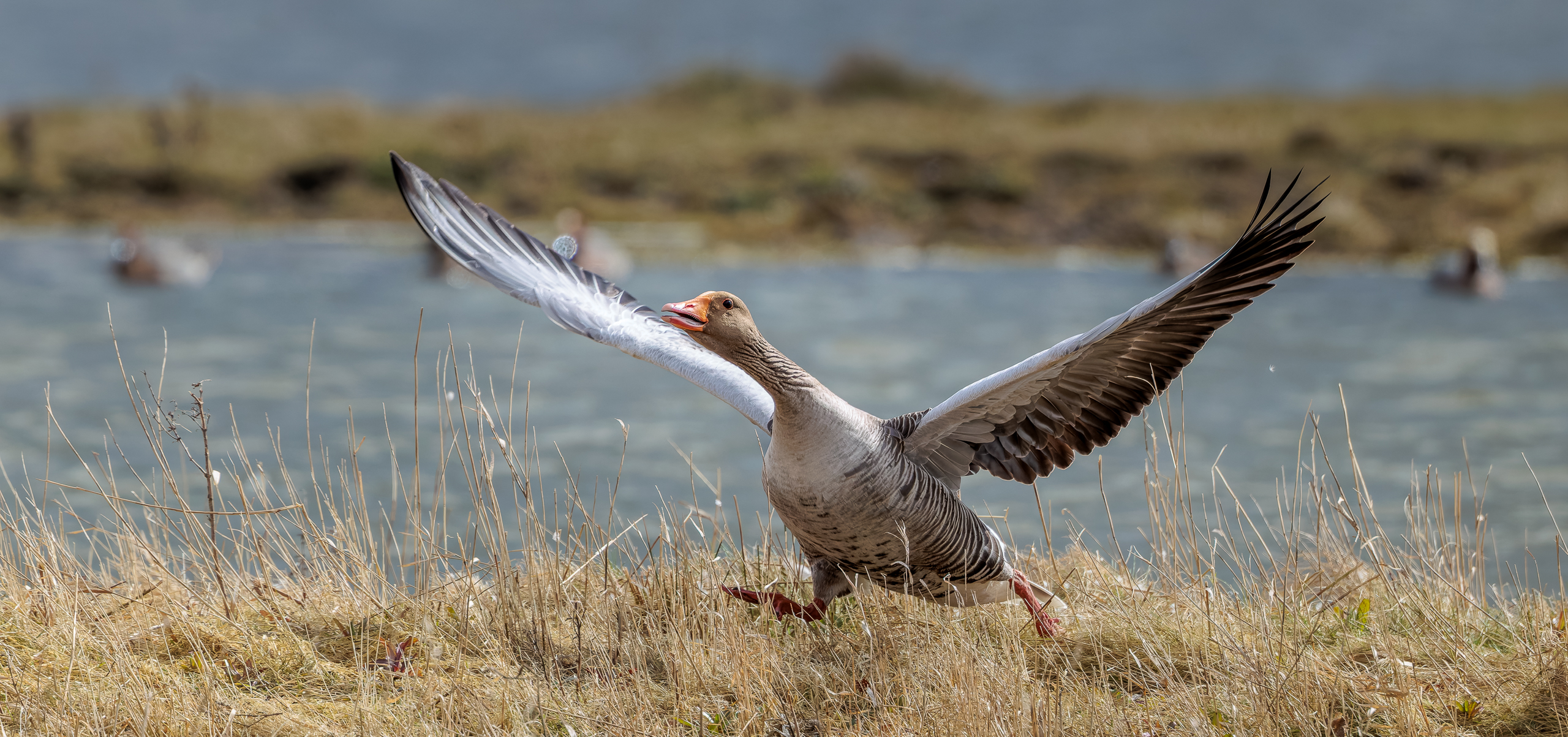 R5II2522-2-DxO_DeepPRIME XD3