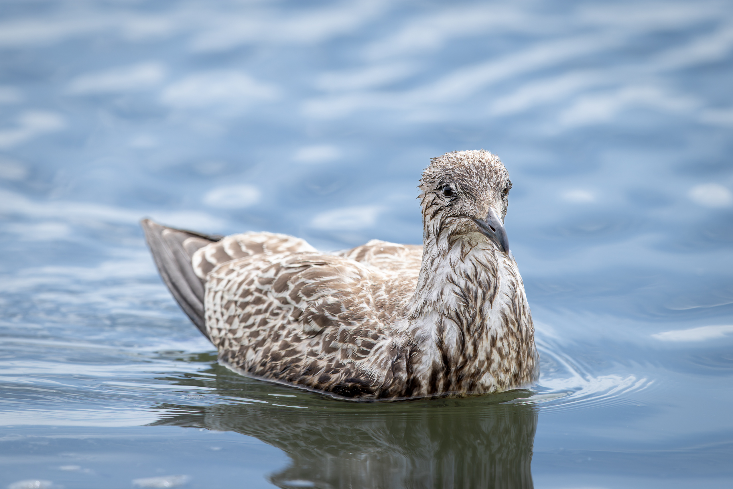 R5II2630-DxO_DeepPRIME XD2s_XD