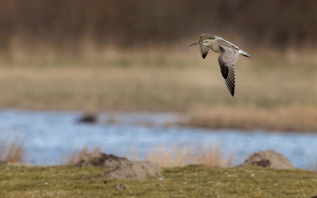 Der Große Brachvogel