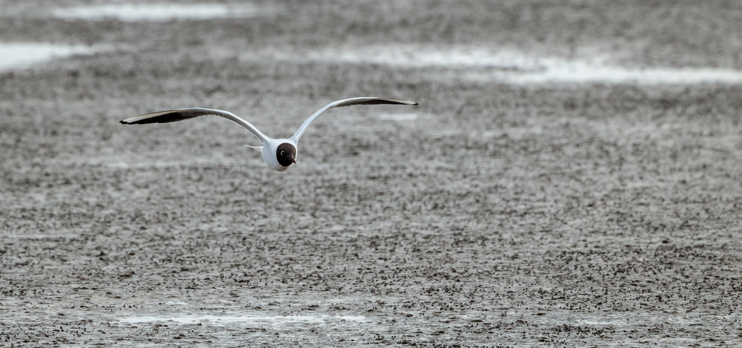 R5II4109-2-DxO_DeepPRIME XD3