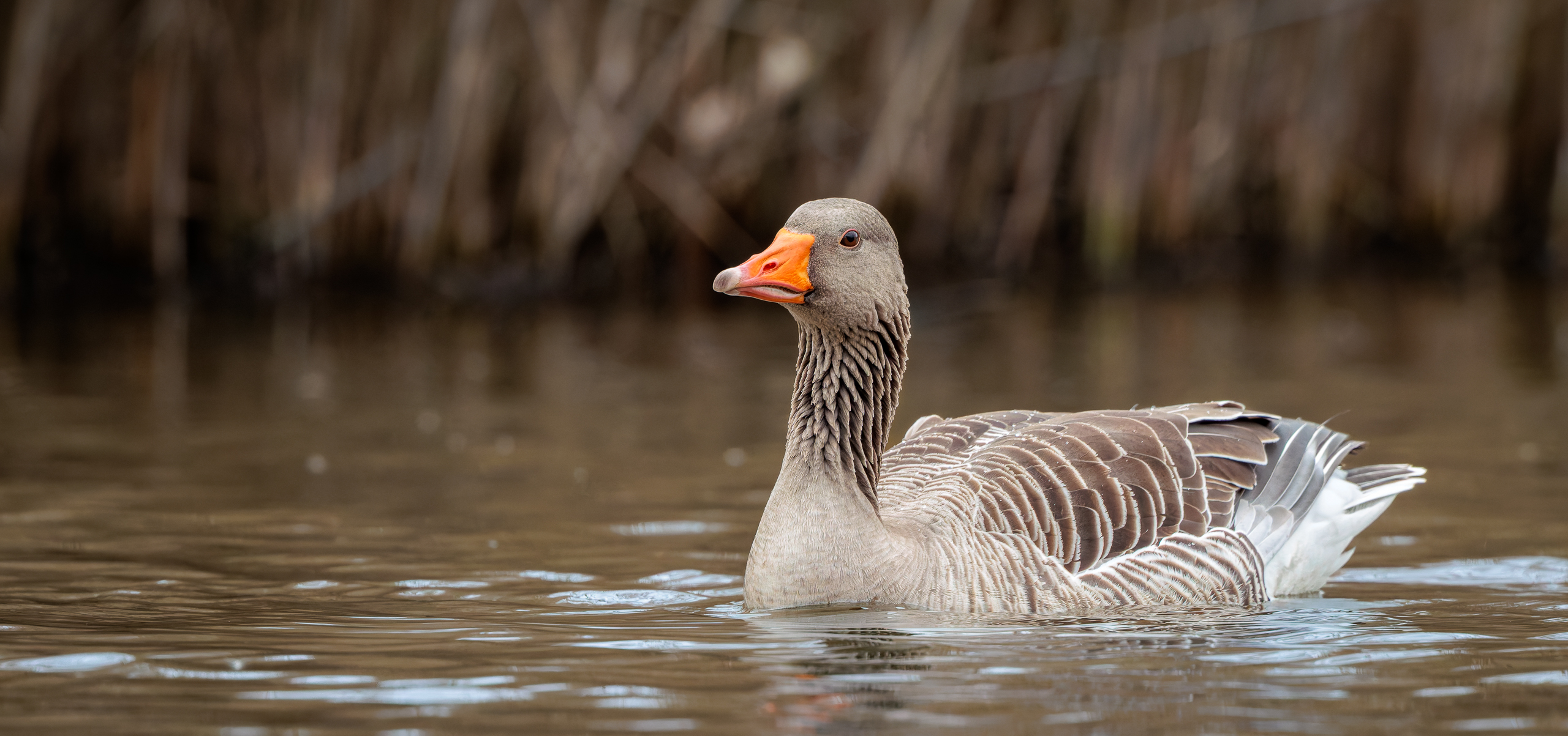 R5II4176-DxO_DeepPRIME XD3