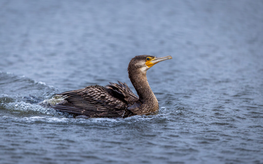 Der Kormoran