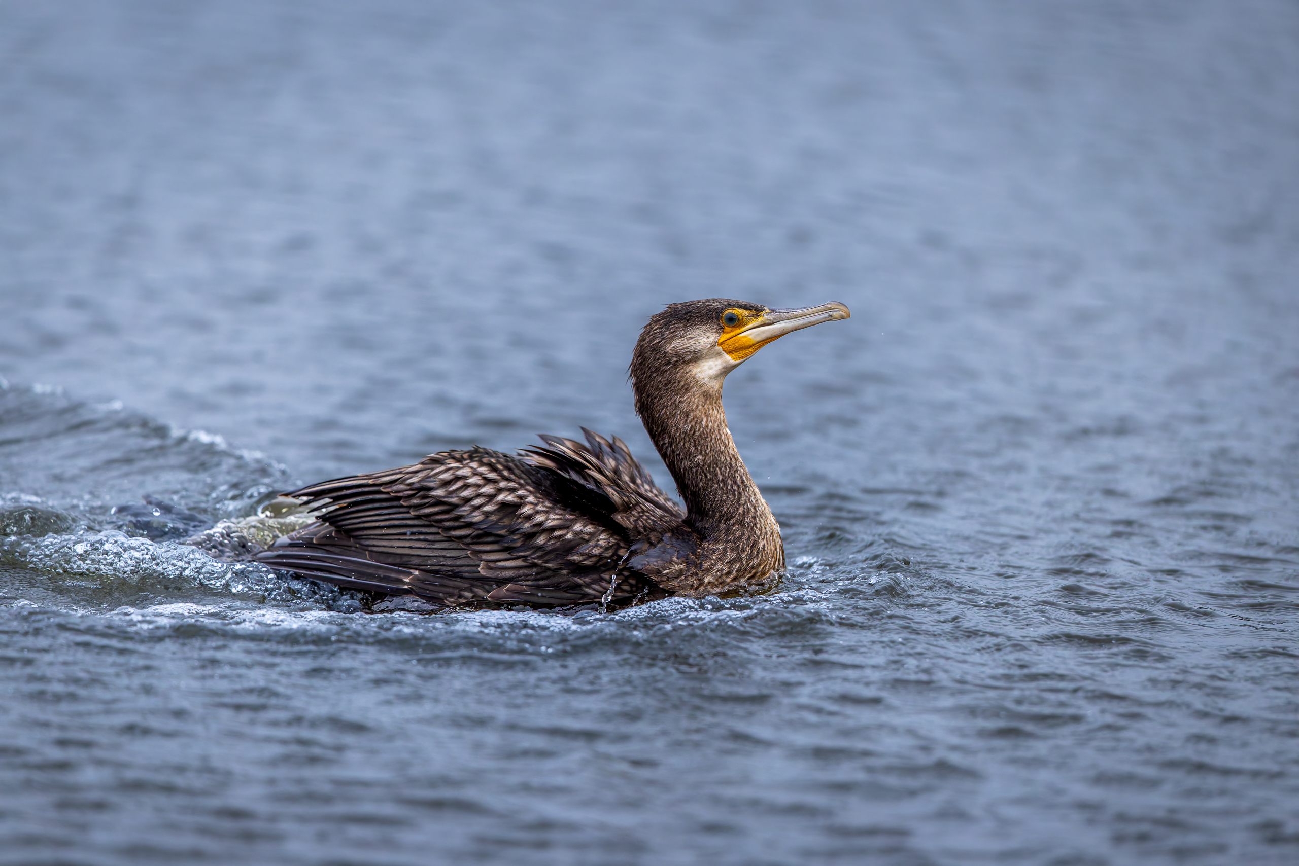 Der Kormoran