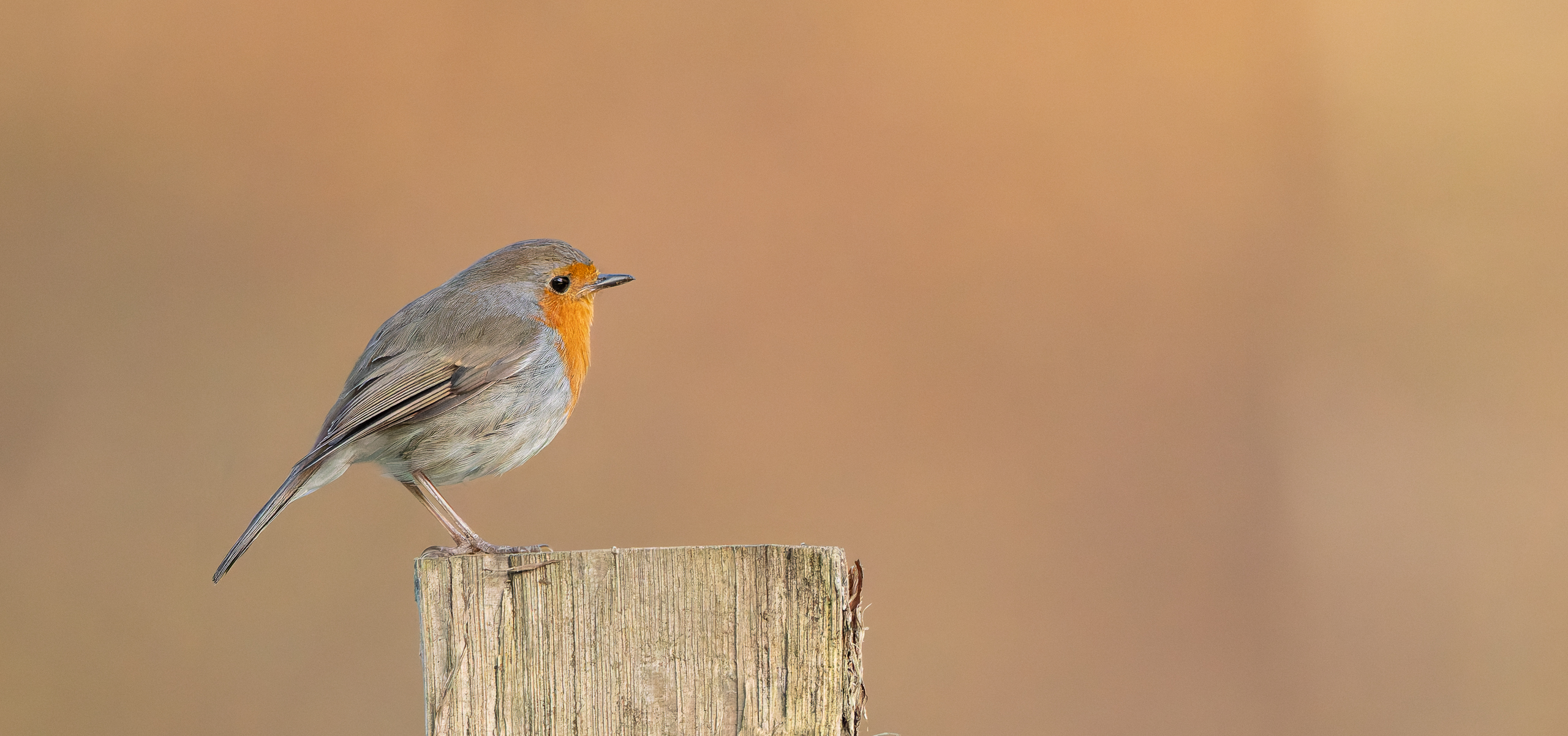 R5II4414-DxO_DeepPRIME XD2s