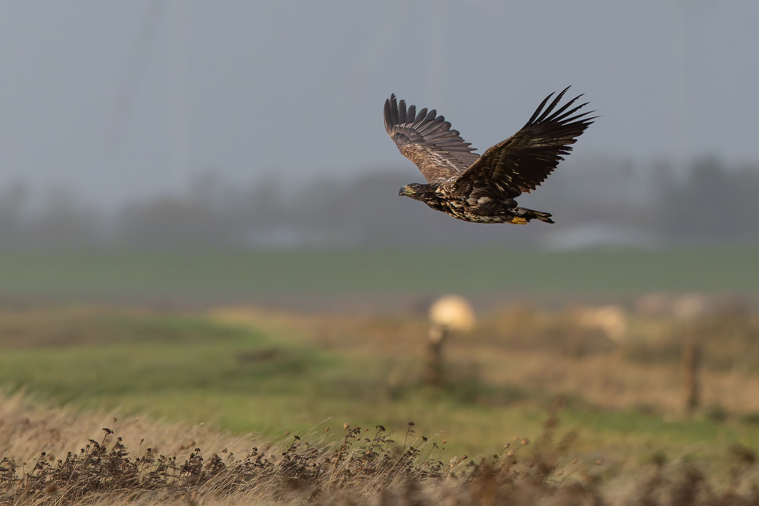 Der Seeadler