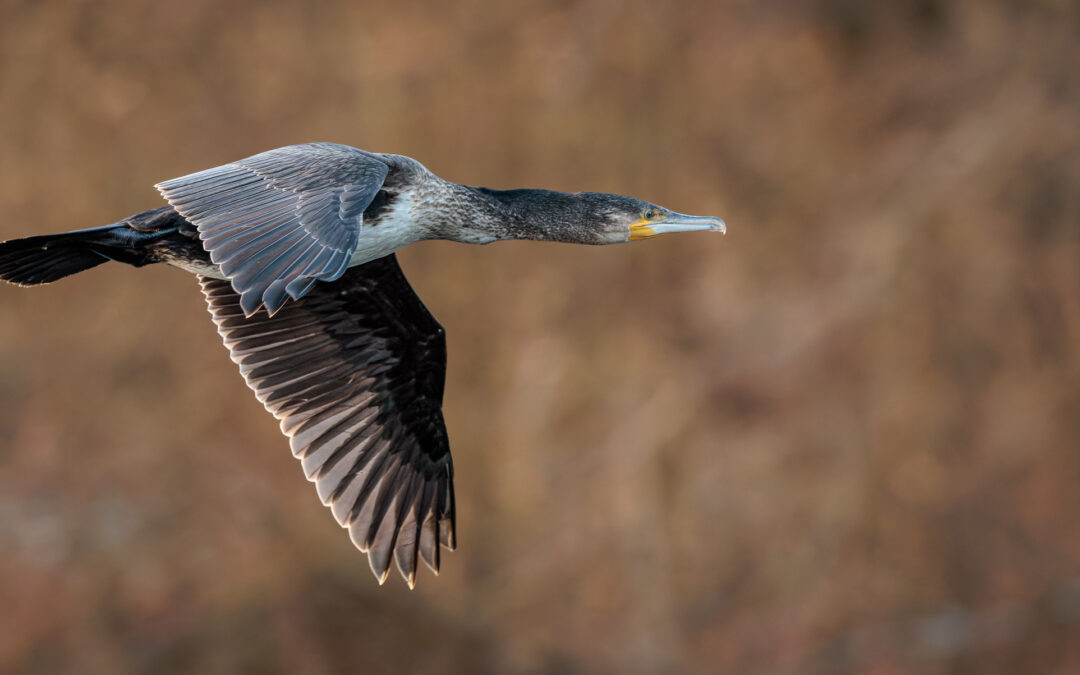 Der Kormoran