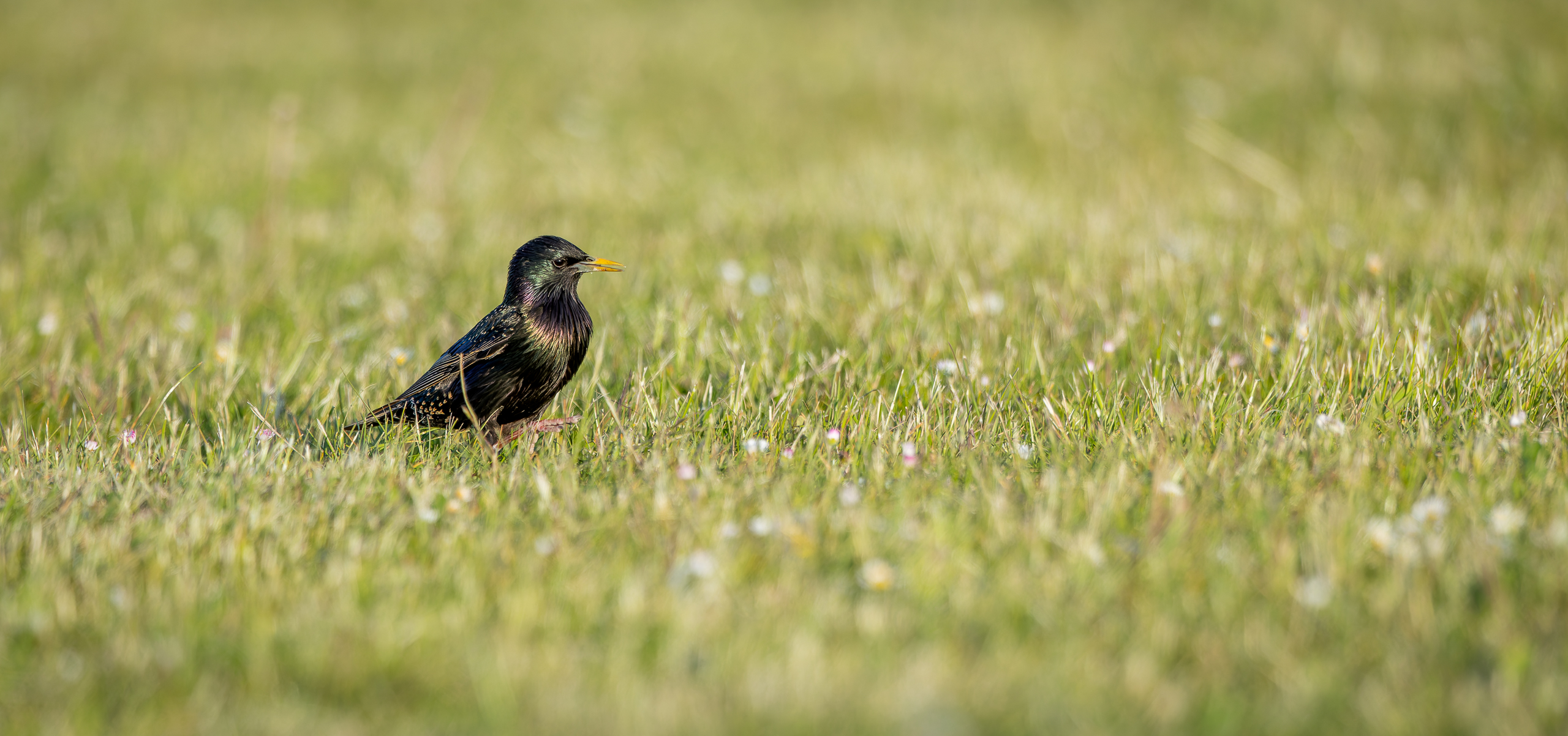 R5II5442-DxO_DeepPRIME XD2s_XD