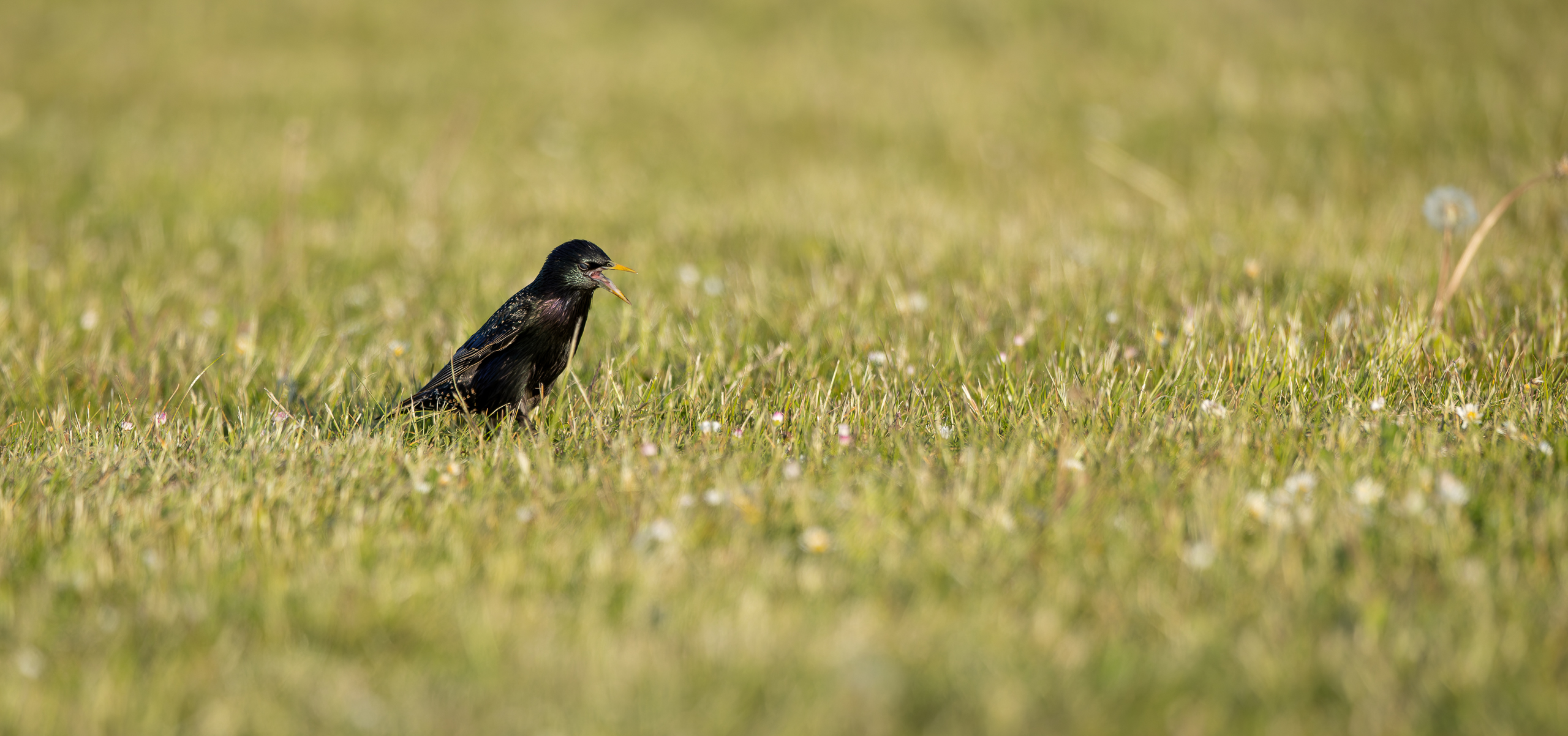 R5II5443-DxO_DeepPRIME XD2s_XD