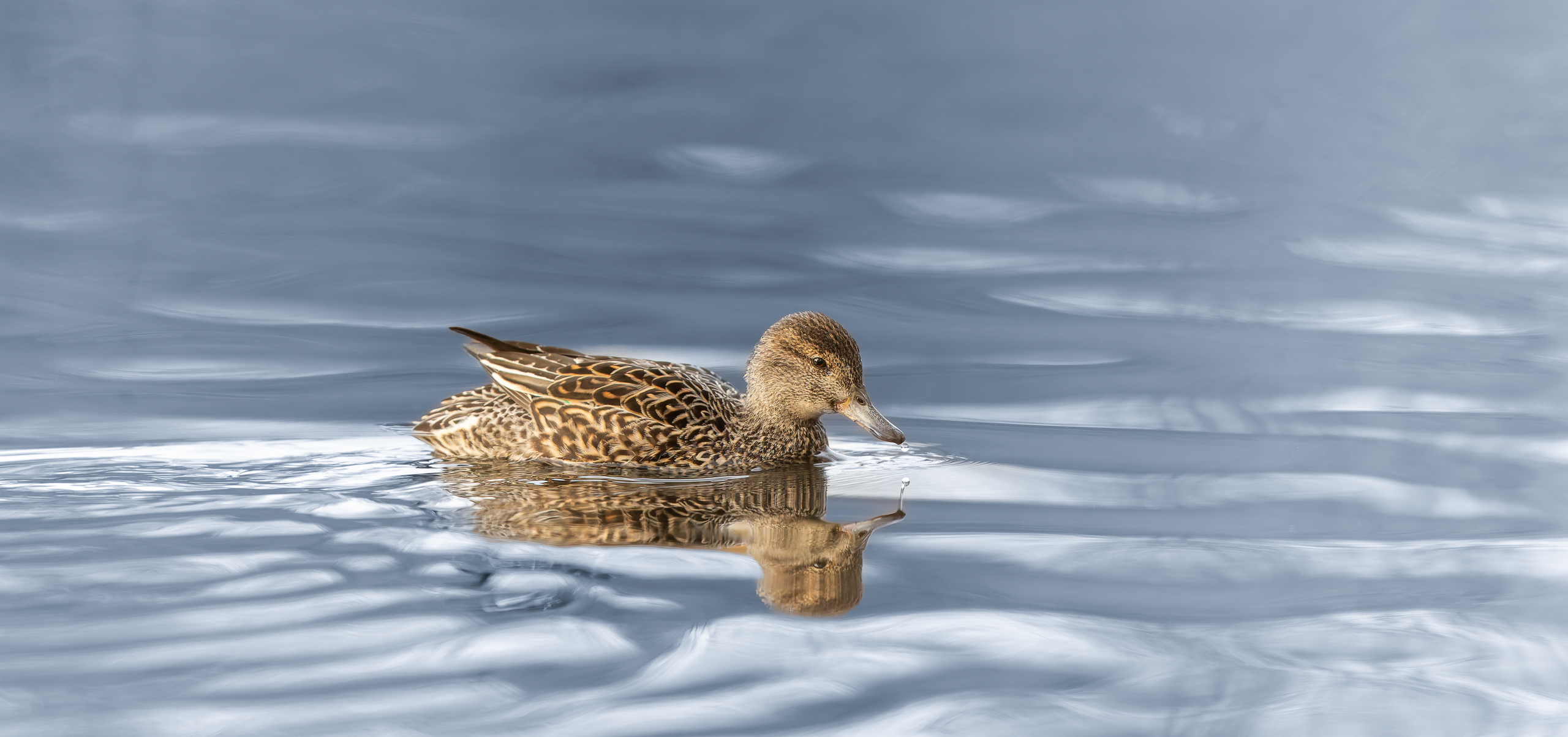 R5II5629-20250312-DxO_DeepPRIME XD2s