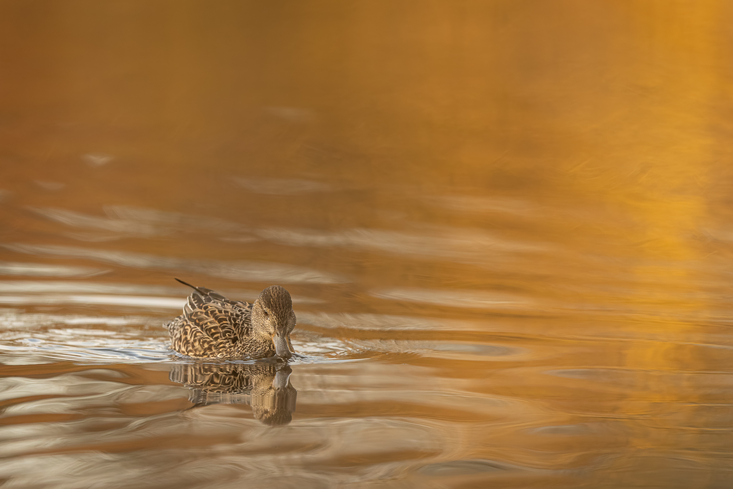 R5II5648-20250312-DxO_DeepPRIME XD2s