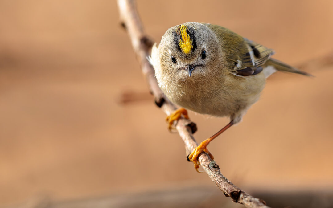 Das Wintergoldhähnchen