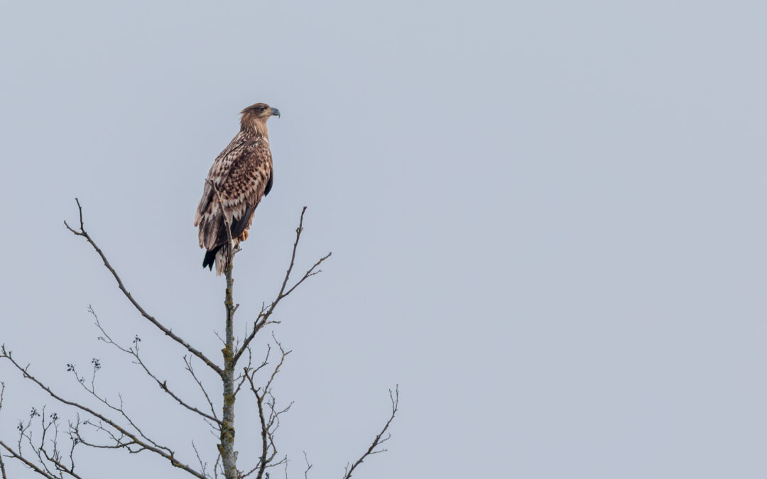 Der Seeadler
