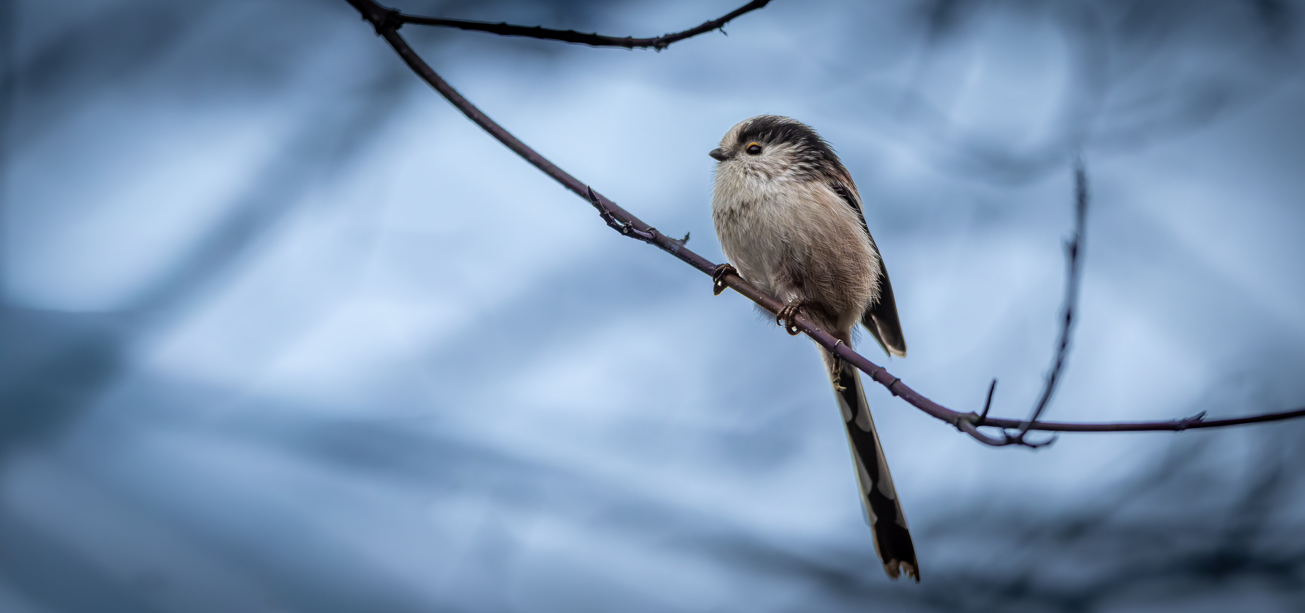 R5II8059-DxO_DeepPRIME XD2s