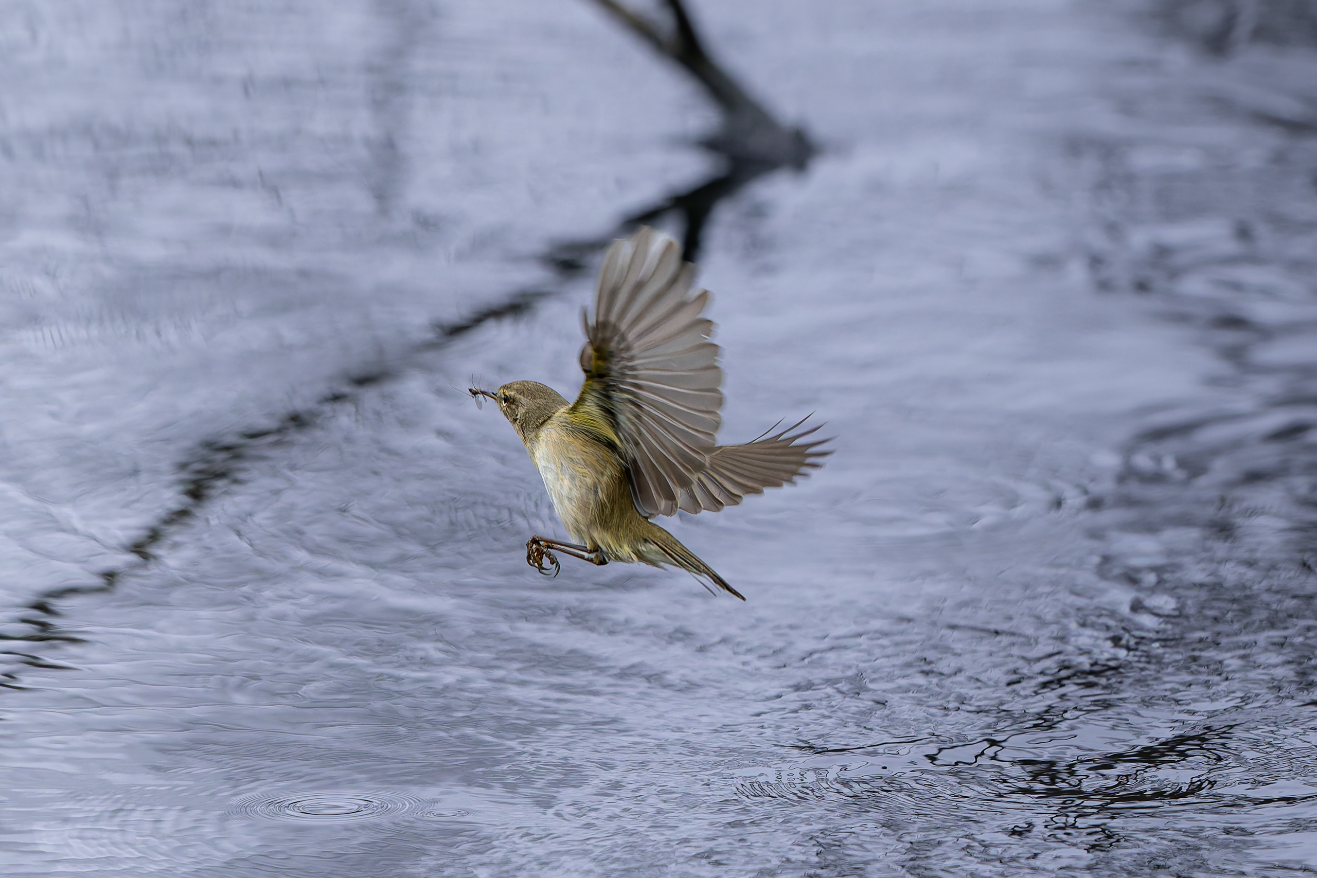 R5II8833-20250314-DxO_DeepPRIME XD2s