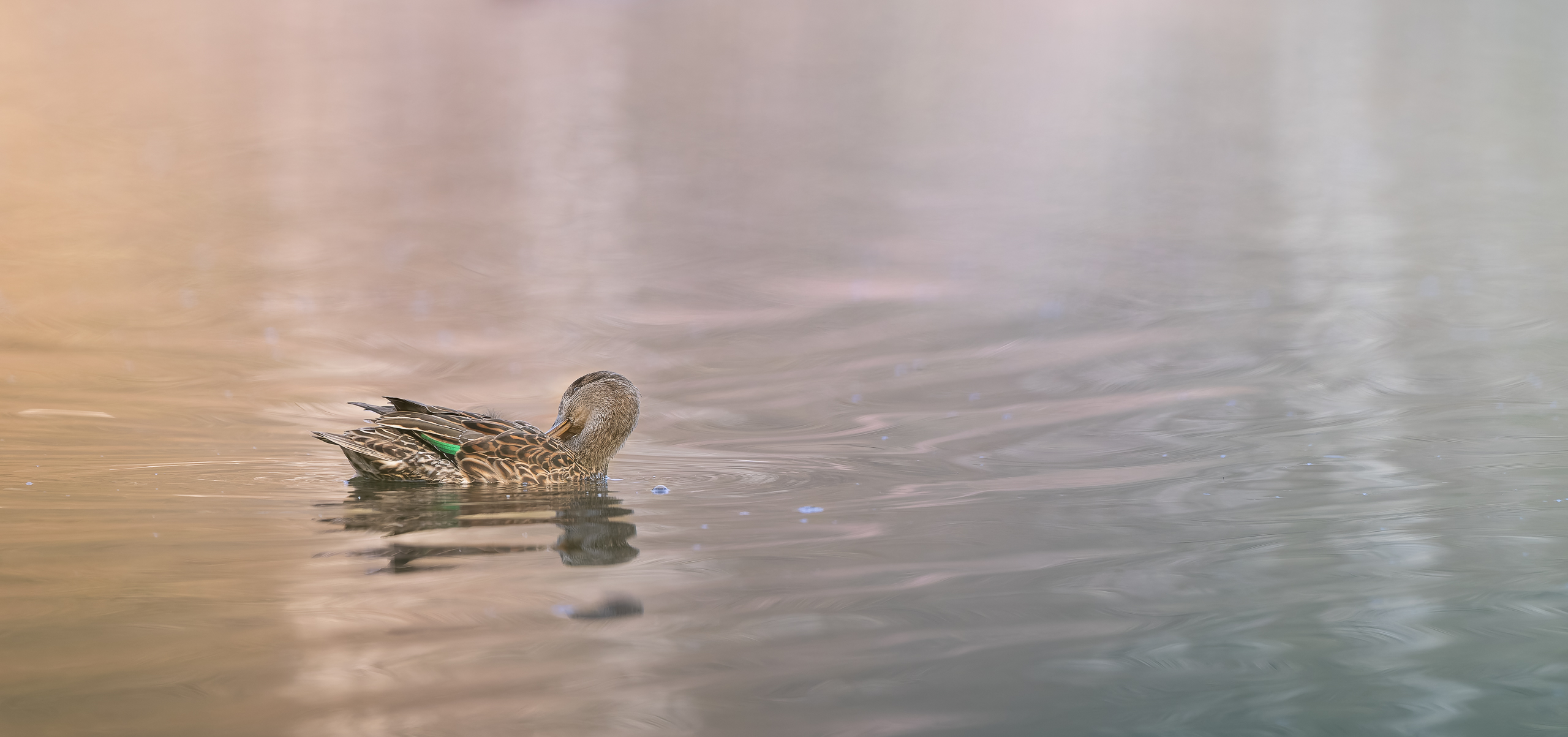 R5II9790-20250322-DxO_DeepPRIME XD2s