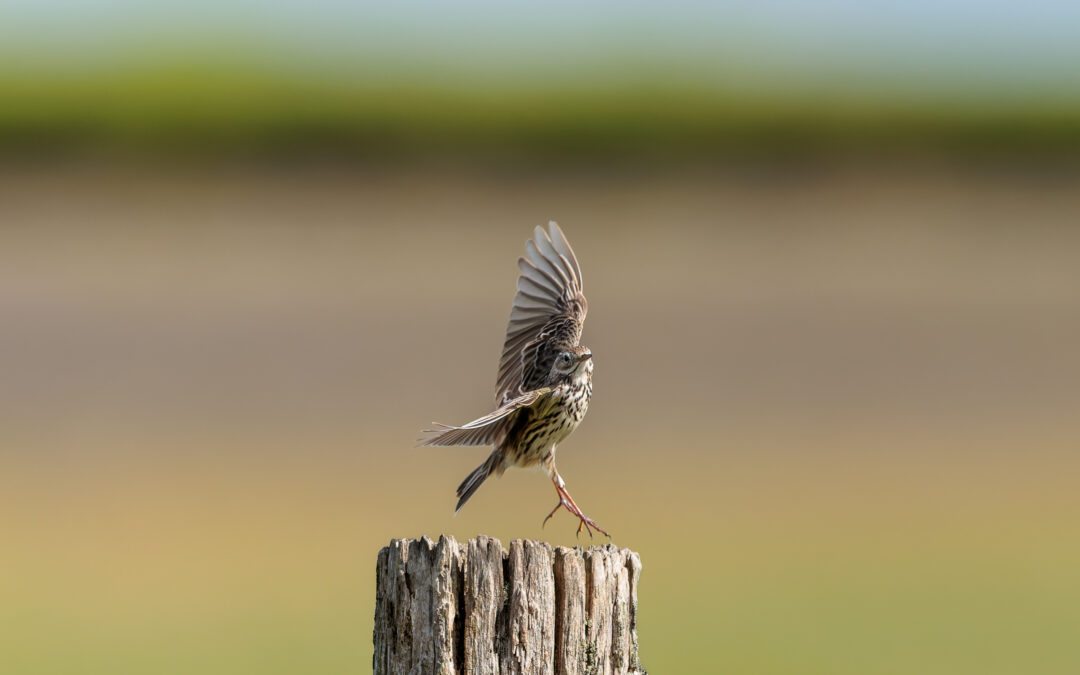 Der Wiesenpieper
