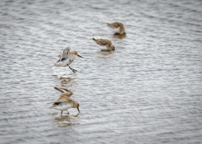 Der Alpenstrandläufer – Vogelfoto von Stefan Berghoff, Bild 4