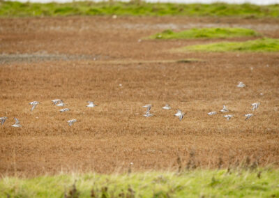 Der Alpenstrandläufer – Vogelfoto von Stefan Berghoff, Bild 3