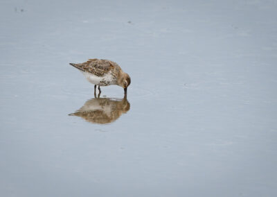 Der Alpenstrandläufer – Vogelfoto von Stefan Berghoff, Bild 2