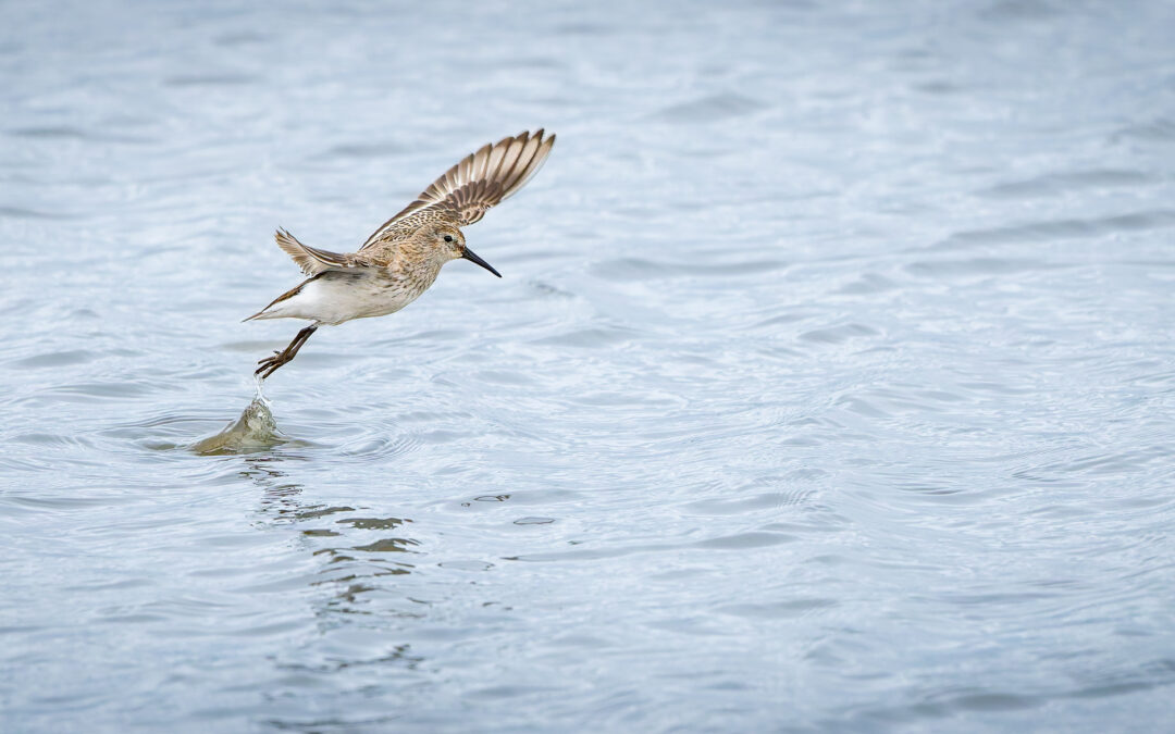 Der Alpenstrandläufer (Calidris alpina) – Vogelfoto von Stefan Berghoff